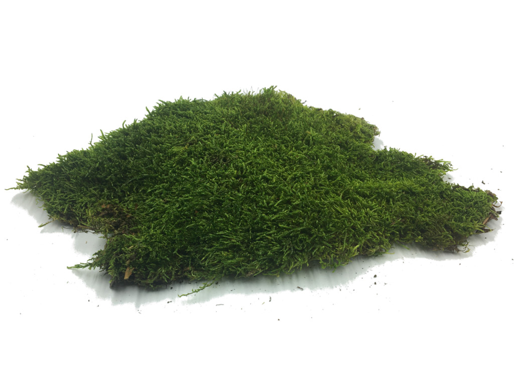 Live Sheet Moss, 40x25x10 (4 layers), Flat moss